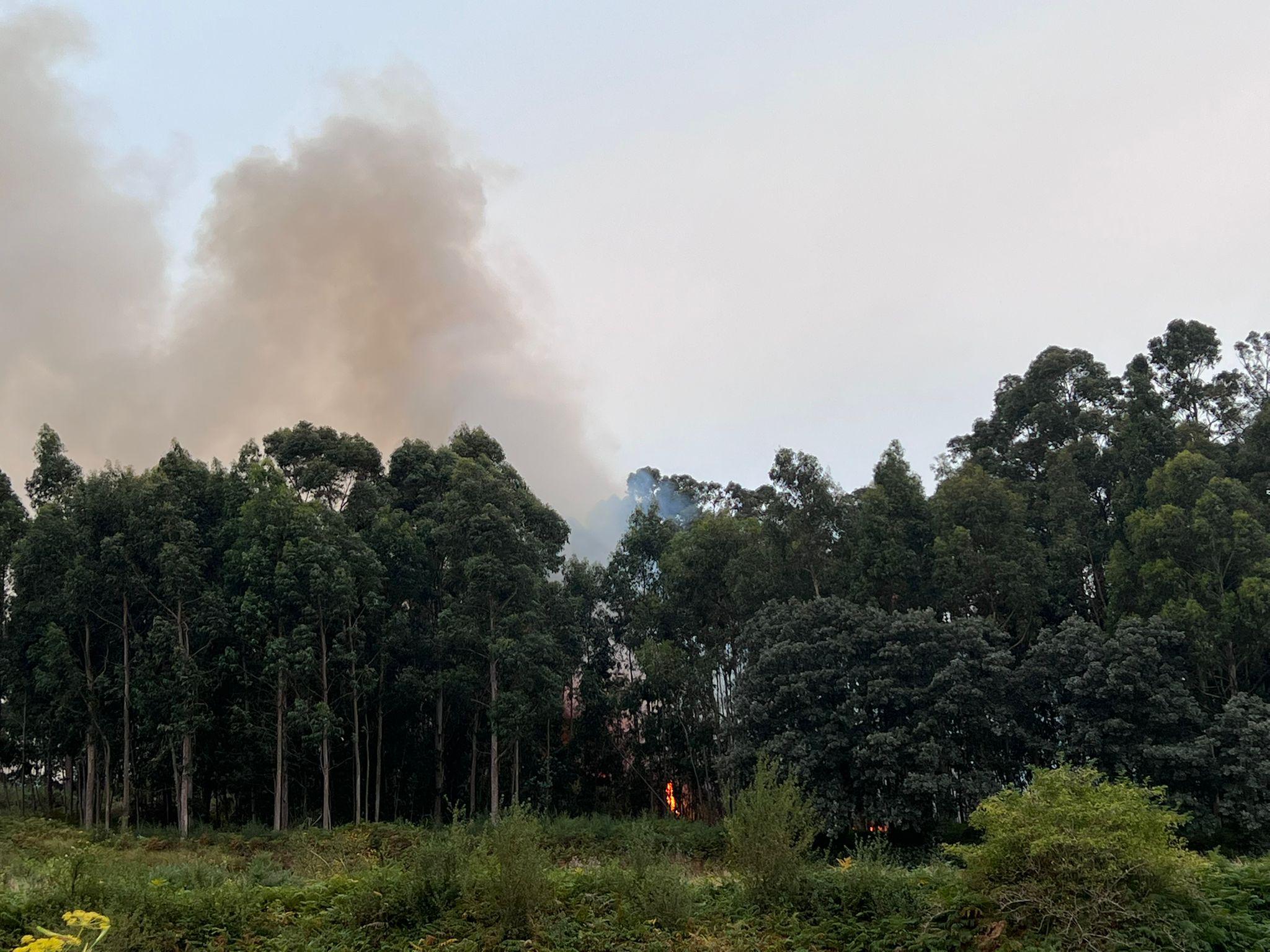 Las llamas arrasando la zona forestal