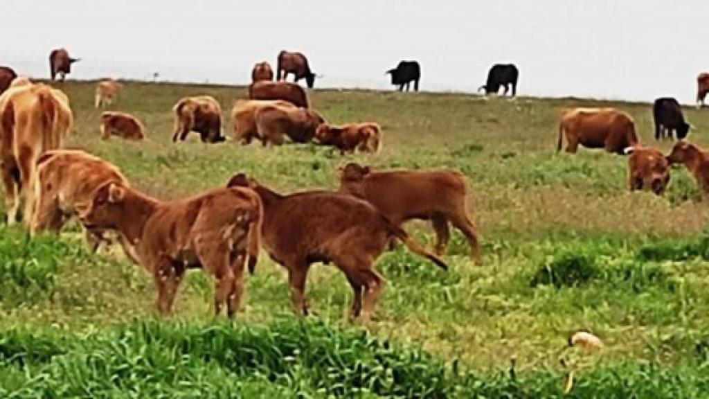 Vacas y becerros pastando en la finca de Hermanos Boyano, en Villalpando