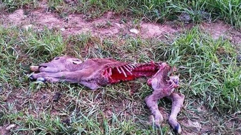 Restos de un becerro atacado y devorado por lobos