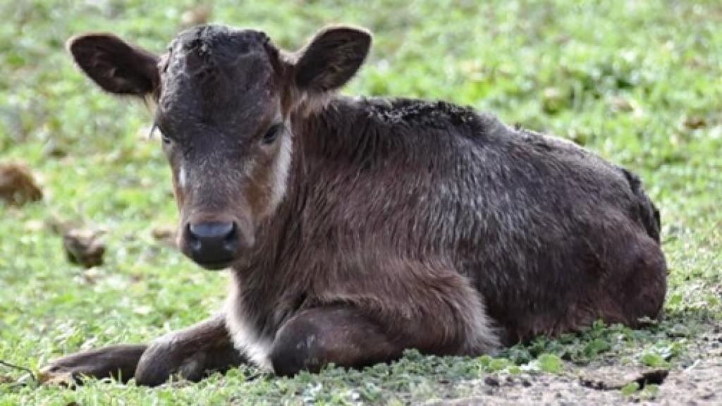 Becerro bravo con días de vida