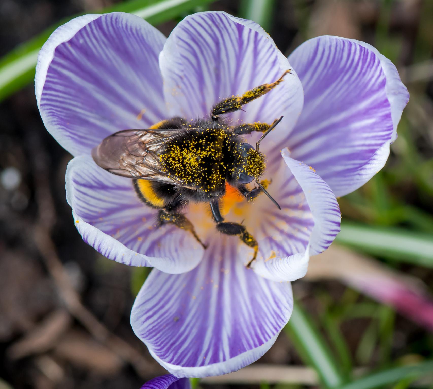 Un 'Bombus terrestris' o abejorro sobre un 'crocus'.