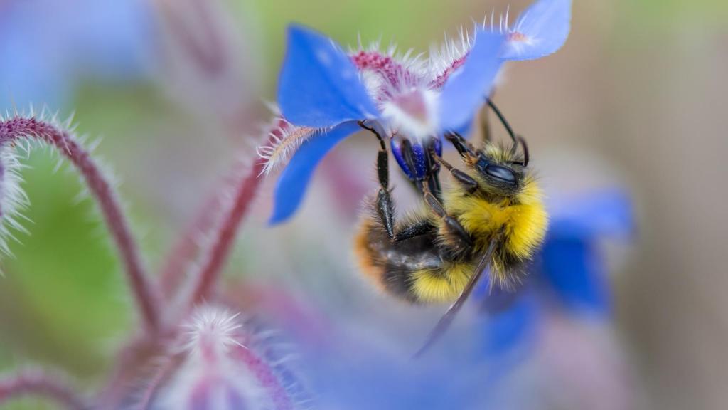 Un abejorro temprano junto a una planta de borraja.
