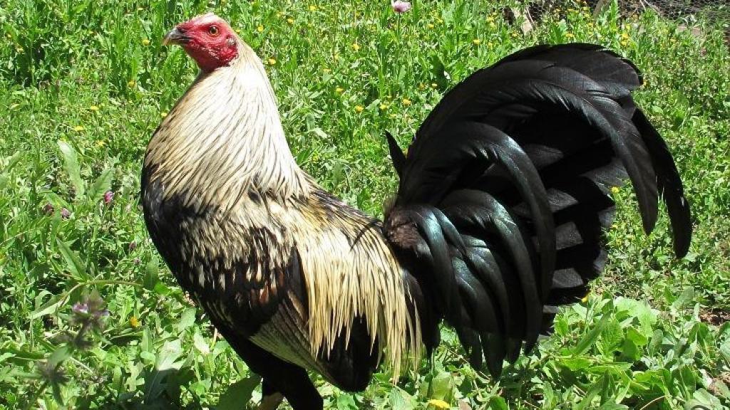 Uno de los gallos de José Luis.