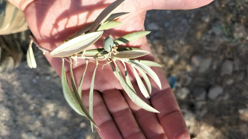Una aceituna que no ha crecido lo suficiente por el estrés hídrico.