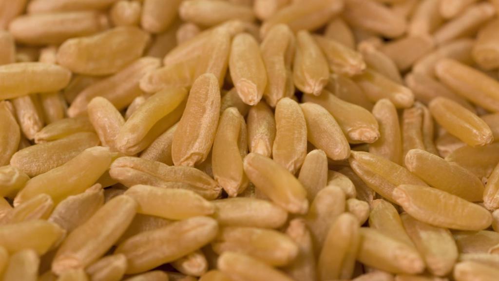 Su tamaño es uno de los rasgos que lo distinguen de otras especies de trigo.