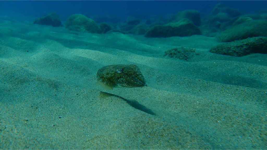 Prohibida la captura del choco en la ría de Arousa hasta el 30 de octubre de 2022