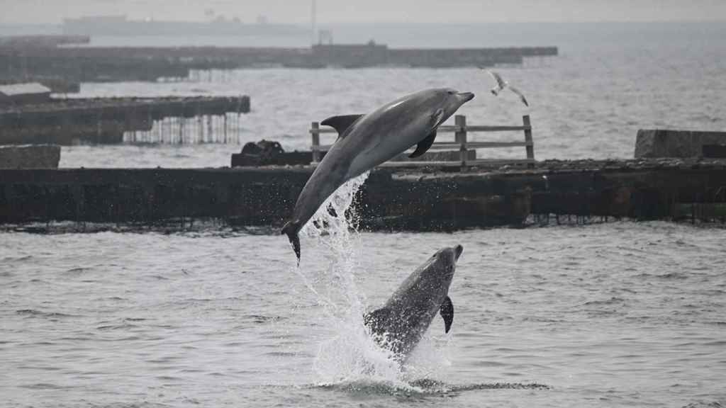 Delfines en las Rías Baixas.