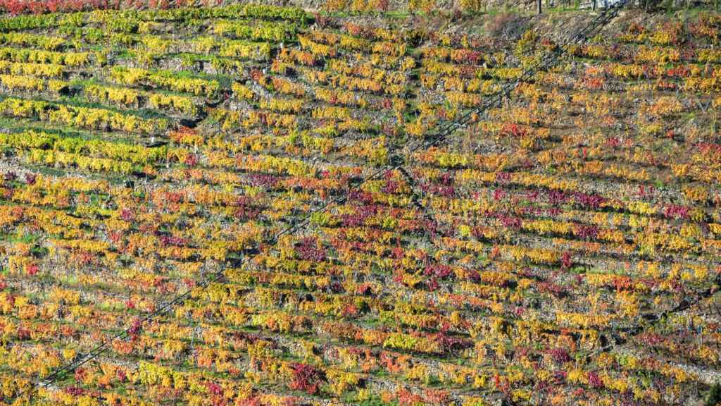 Viñedos en la Ribeira Sacra.