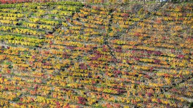 Viñedos en la Ribeira Sacra.