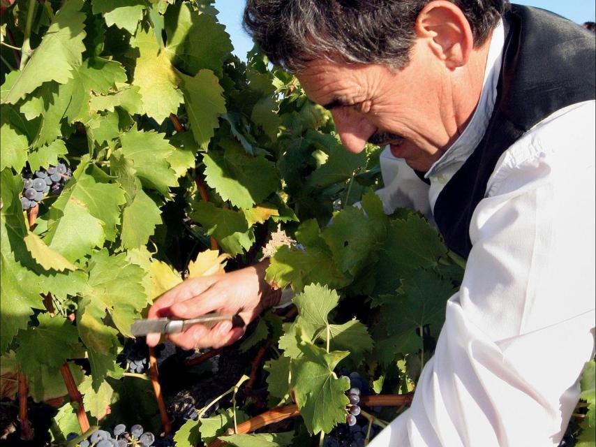 Un hombre corta un racimo de uvas en una vid de Cebreros, Ávila