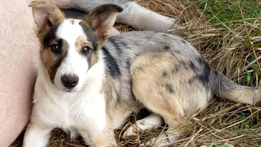 Rois, el perro desaparecido con epilepsia.