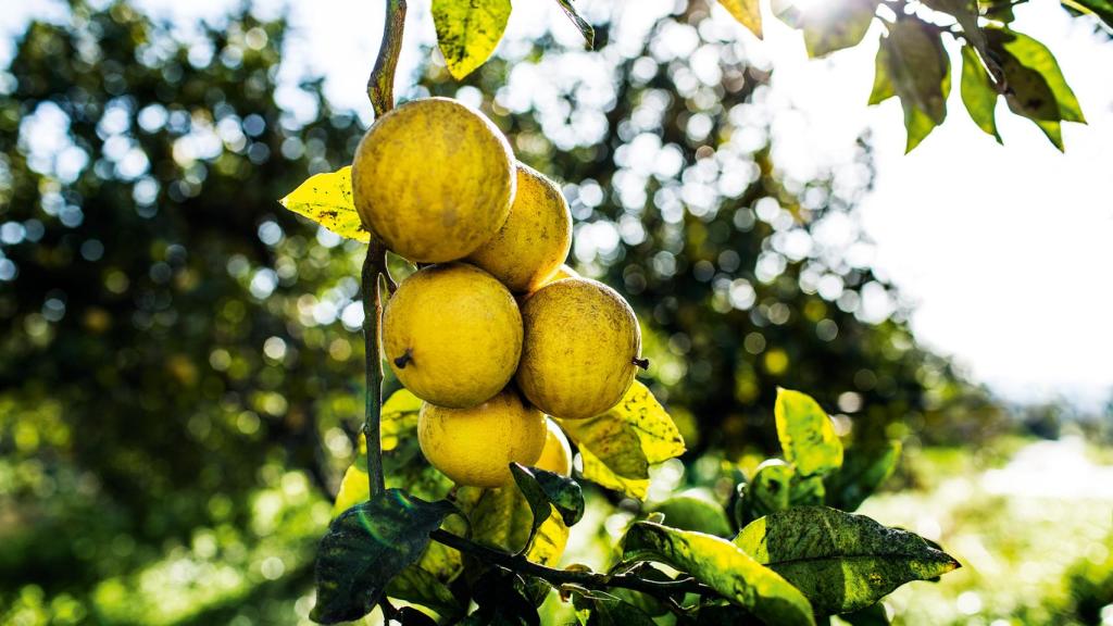Una rama de un árbol de cítricos.