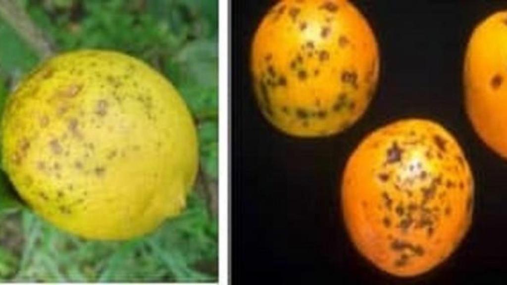 Cítricos con plagas de mancha negra ((Phyllosticta citricarpa).