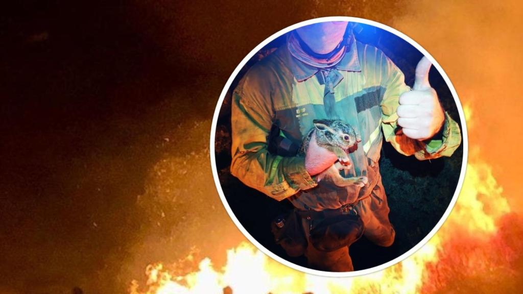 Liebre salvada de incendio