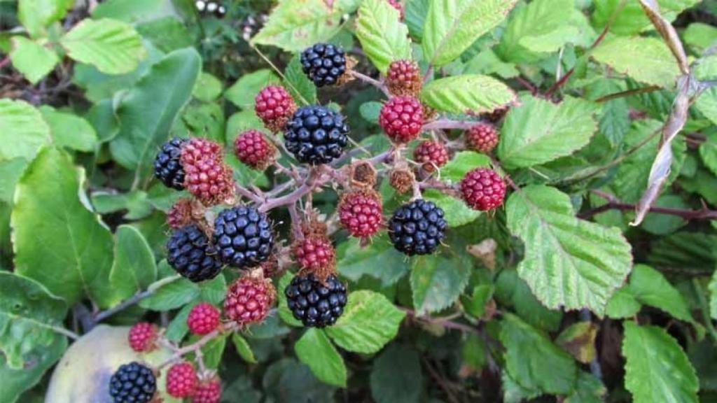 Moras rojas y negras en una zarza.