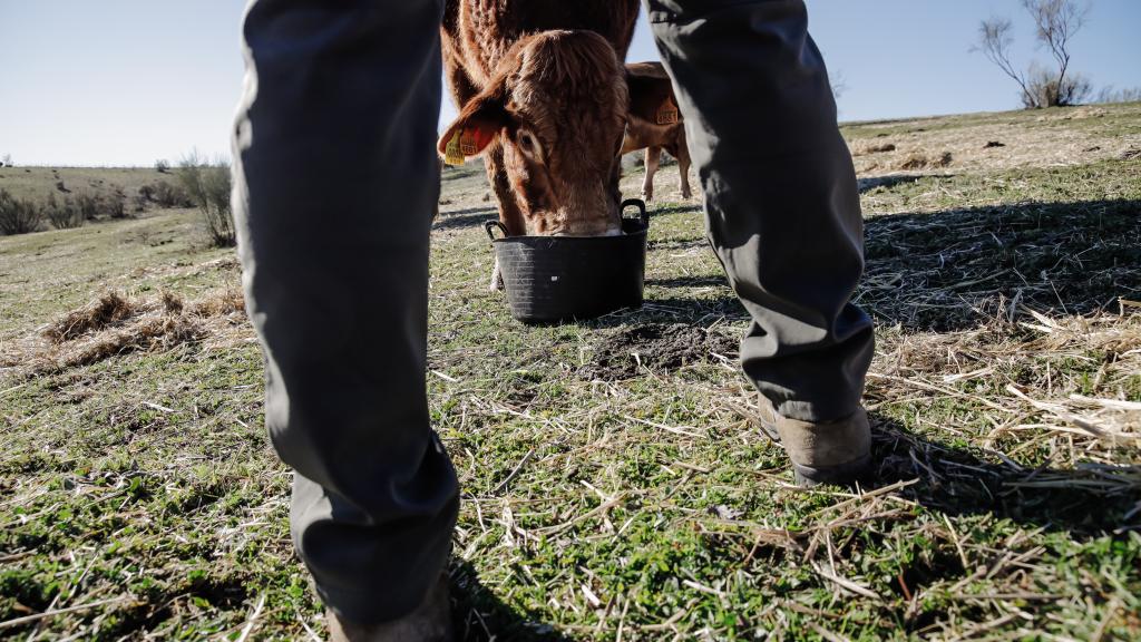Un ganadero y una vaca, en una finca en Colmenar Viejo.