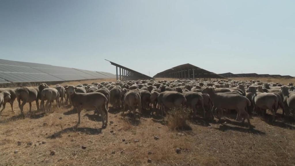 Parque fotovoltaico Francisco Pizarro de Iberdrola, preservando el medio ambiente