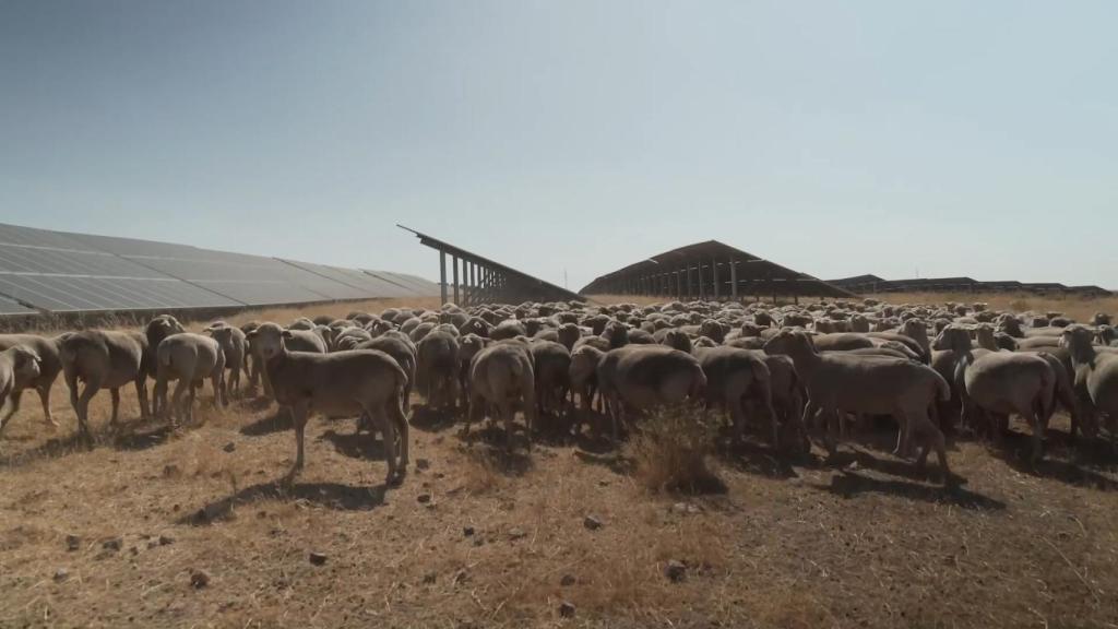 Planta fotovoltaica 'Francisco Pizarro' de Iberdrola en Extremadura