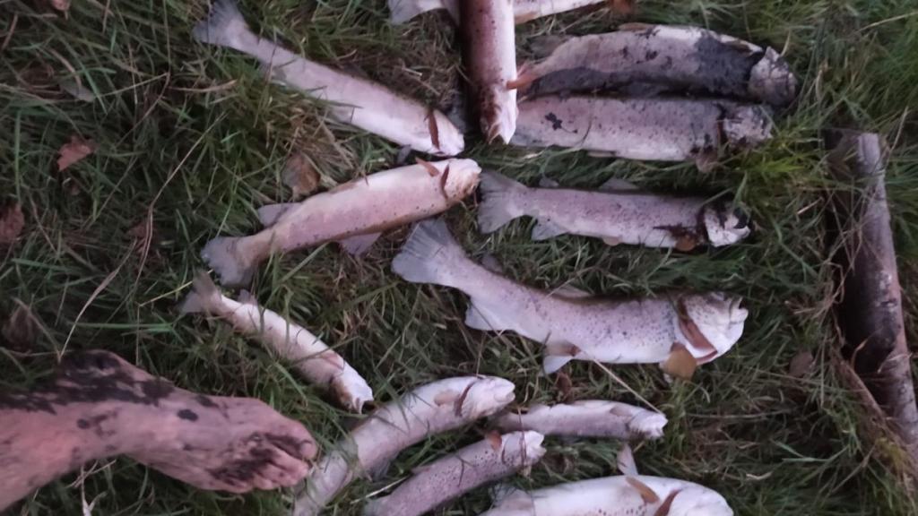 Truchas muertas en Sanabria