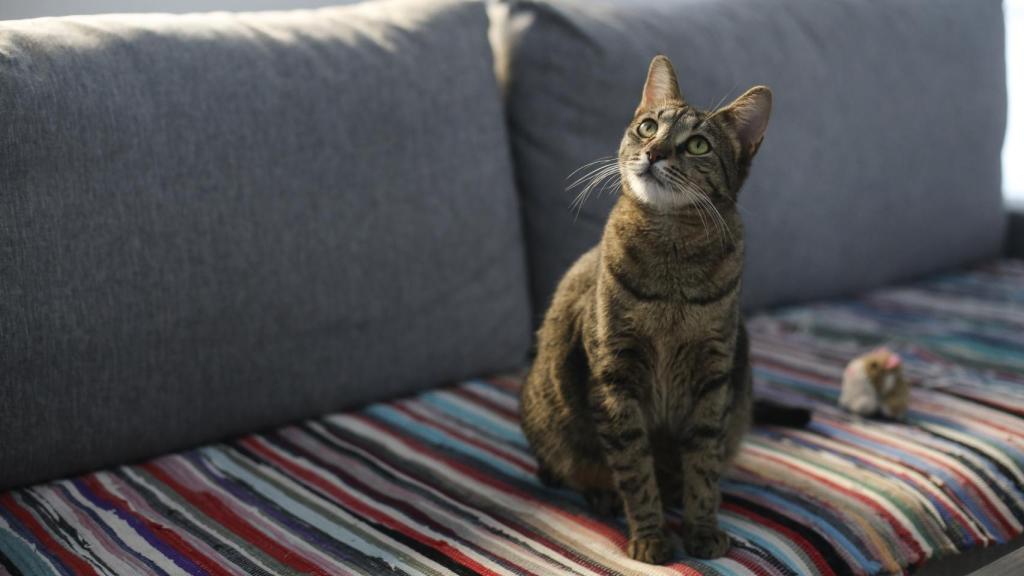 La media de hogares españoles con gatos es inferior a la europea.