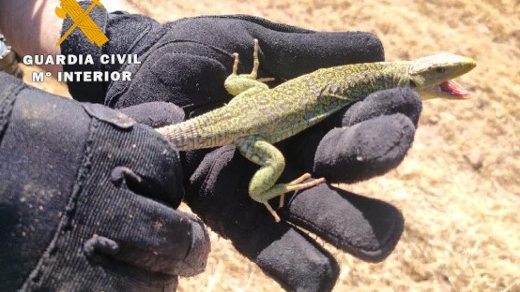 Imagen del largarto ocelado intervenido por la Guardia Civil.