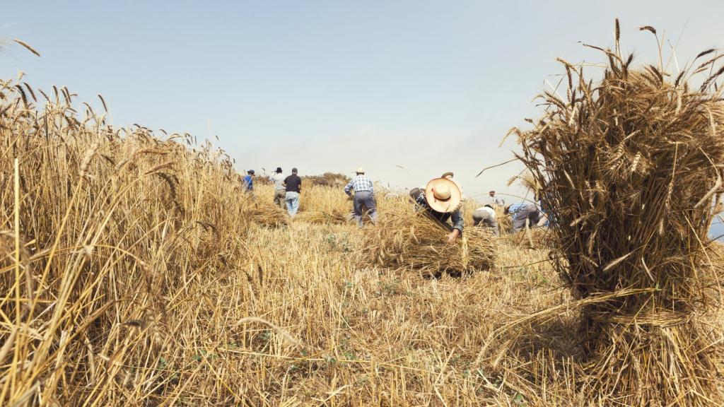 Tinerfeños trabajando el campo.