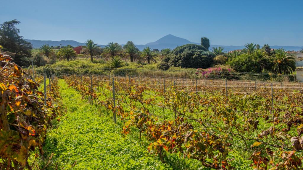 Viñedos de Bodega El Cercado, en Tacoronte