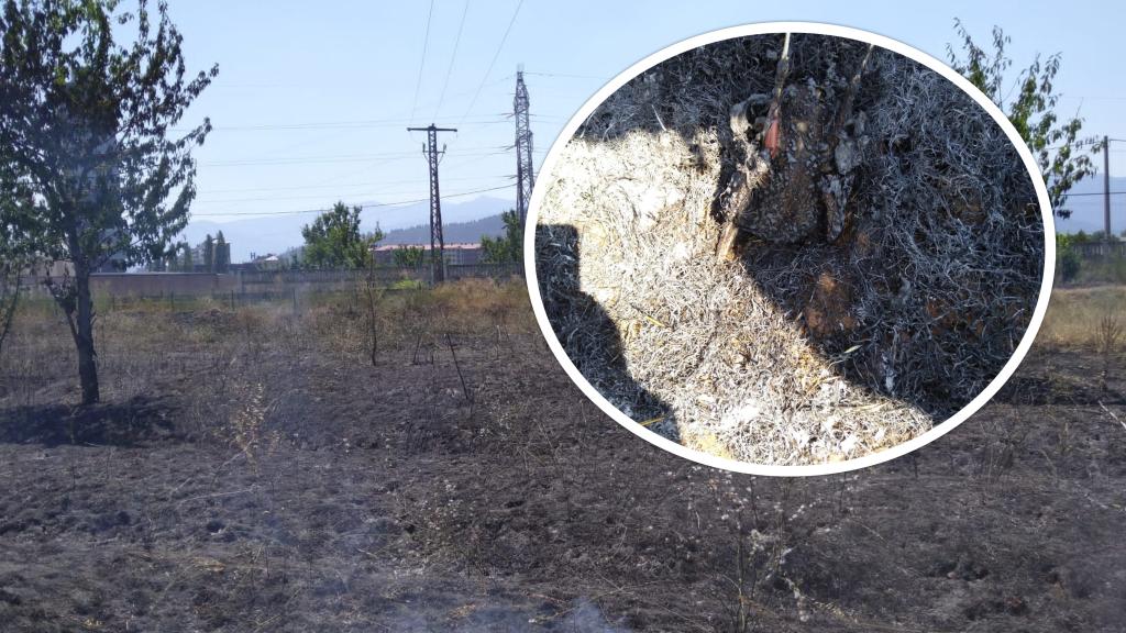 Incendio provocado por un cuervo