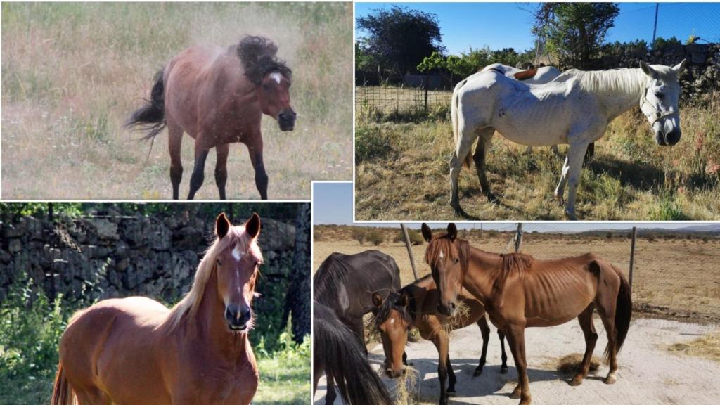 Algunos de los habitantes de Winston. Arriba: Galán y Loretta