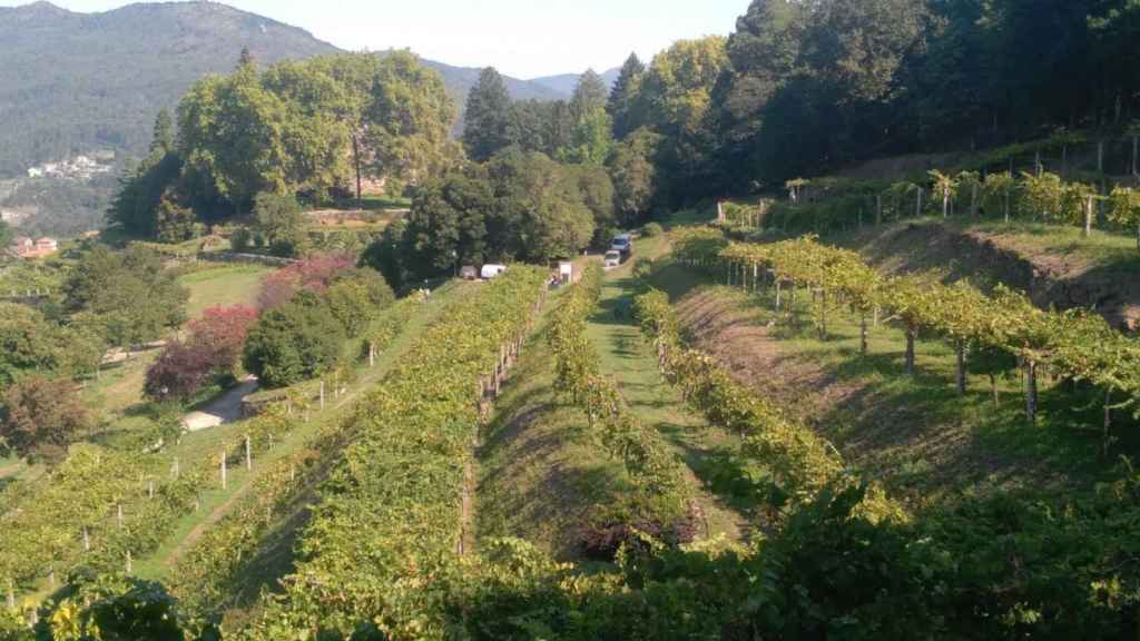 Viñedos de Castillo de Soutomaior.