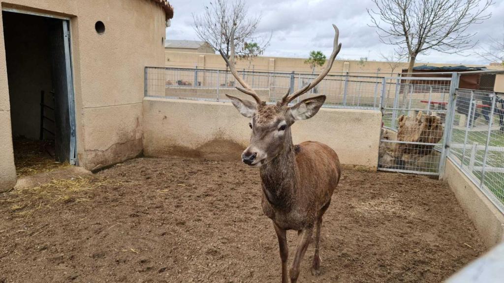 Ciervo de la Era de las Aves