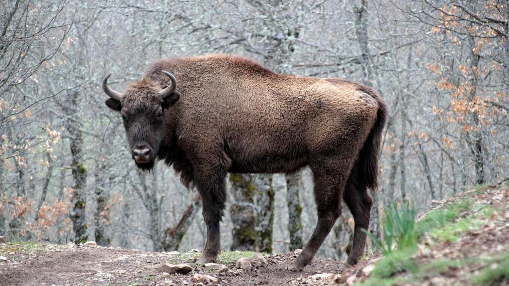 El entorno de las instalaciones de  la Fauna salvaje de Valdehuesa