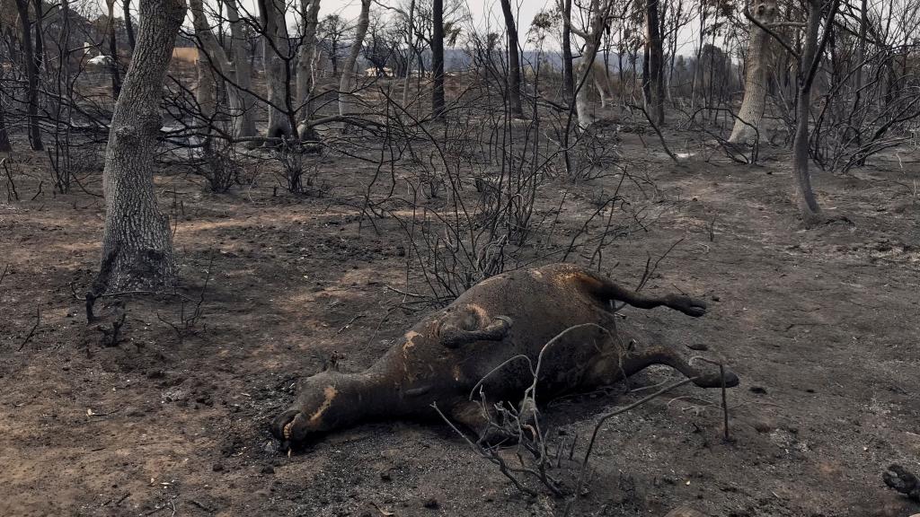 El cadáver de un animal que quedó atrapado por el fuego en la provincia de Al Tarf, en Argelia