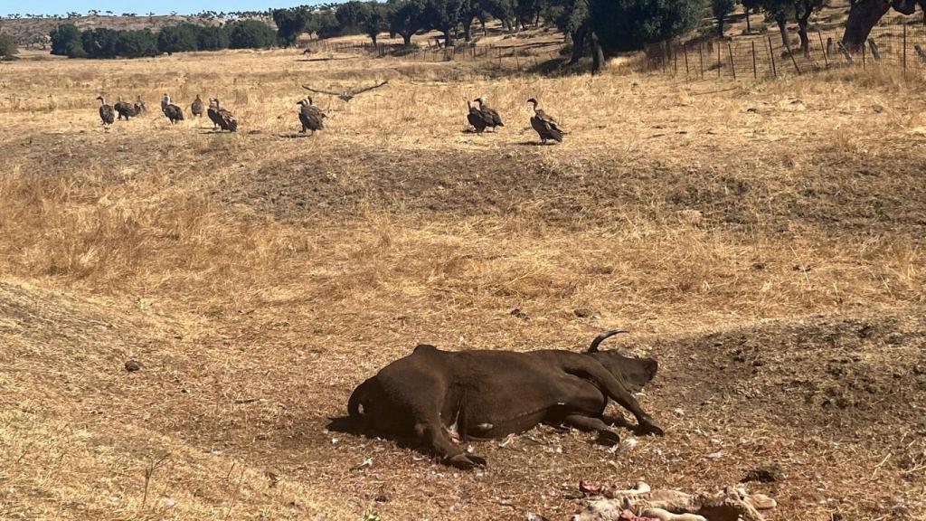 Ataque de unos buitres a una explotación en Salamanca