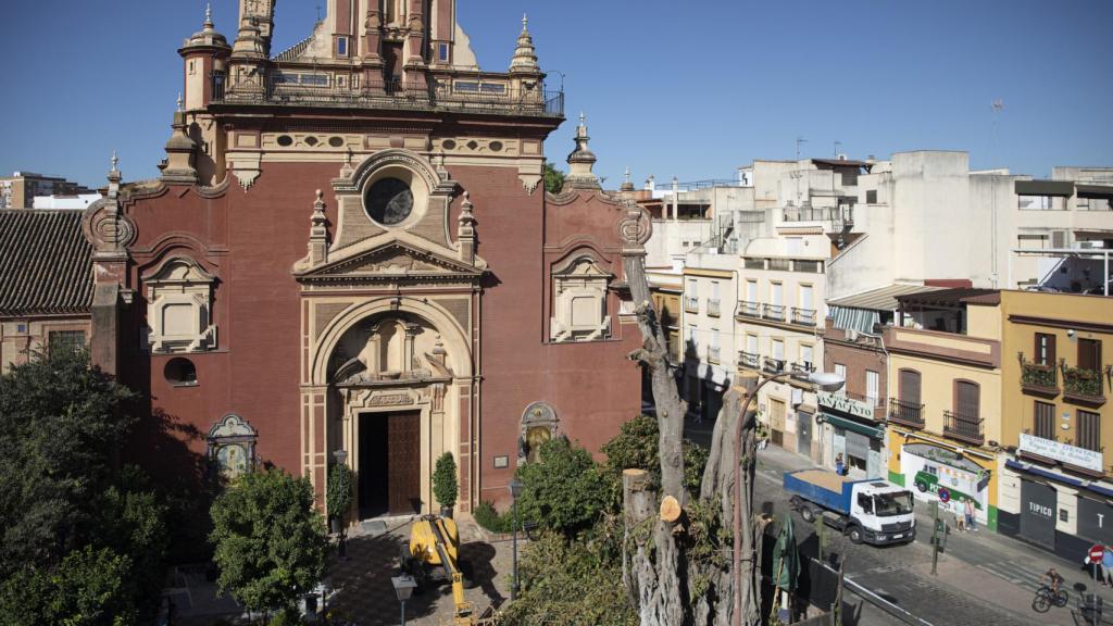 El ficus de la parroquia de San Jacinto (Sevilla), tras los trabajos de poda.