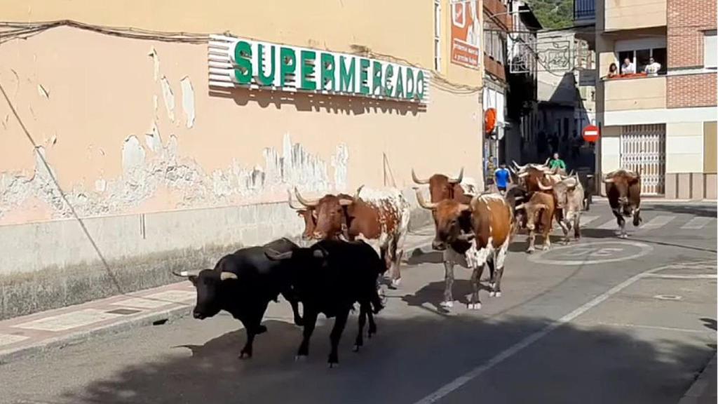 Un encierro urbano en las fiestas de Íscar de este año
