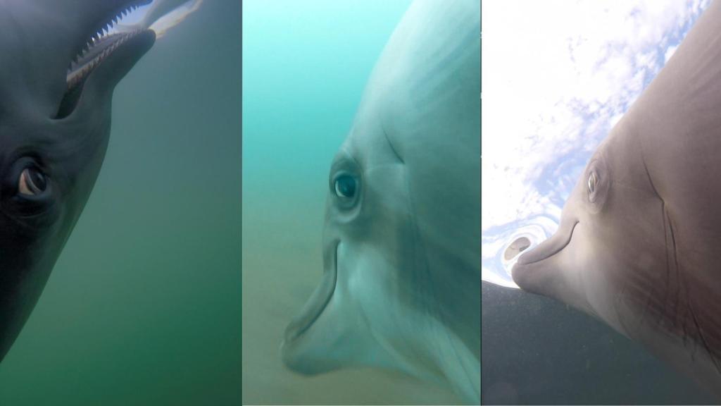 Delfines en investigación.