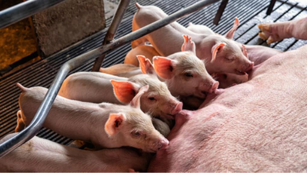 La solución AIdeCounting permite automatizar el conteo de animales a la llegada al matedero.