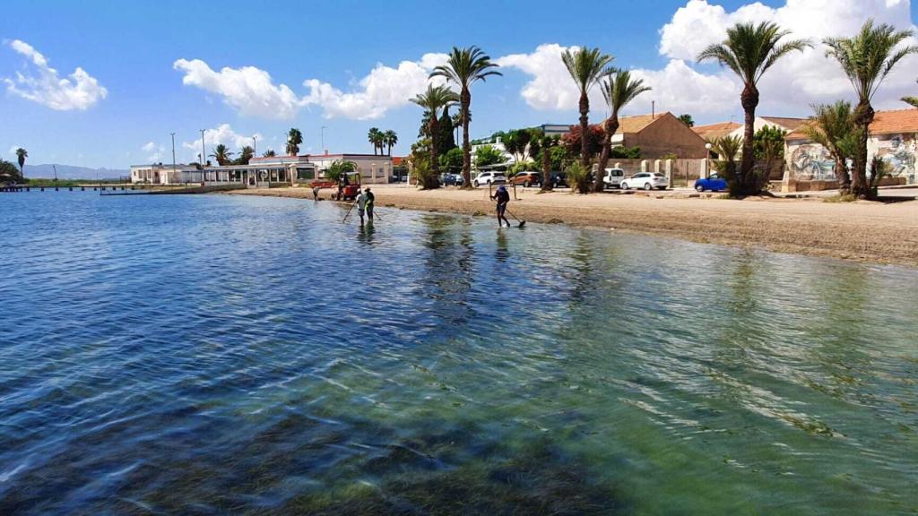 Unos operarios retirando algas de una playa del Mar Menor, en el municipio de Los Alcázares.