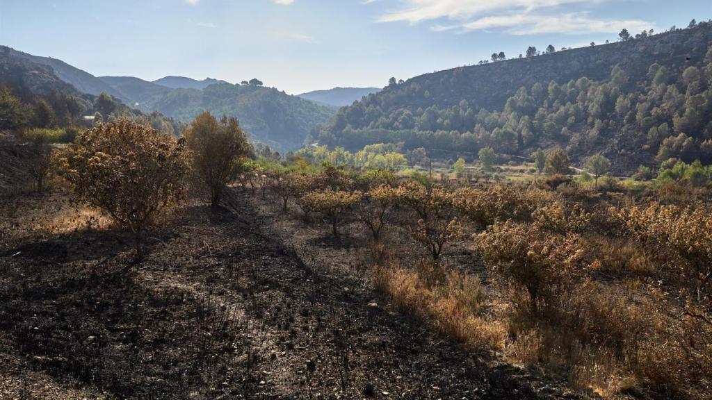 Monte calcinado por el incendio de la Vall d'Ebo.