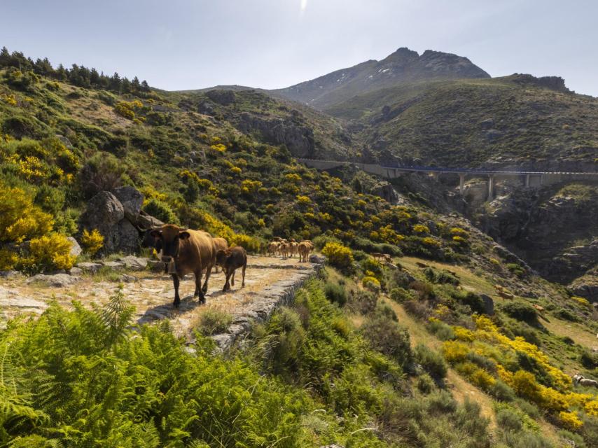 Imagen de la calzada romana de El Puerto del Pico, en Ávila.