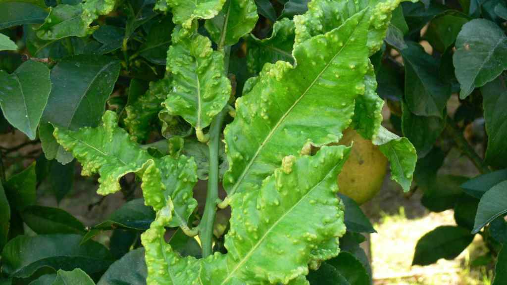 Plaga de trioza en un cítrico.