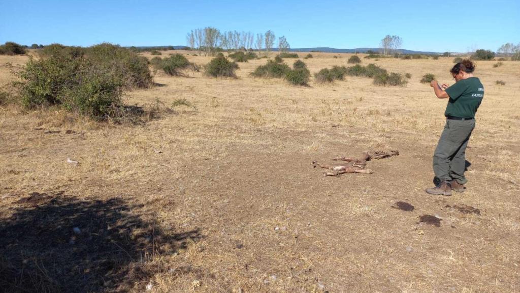 Ataque de buitre en Herguijuela del Campo