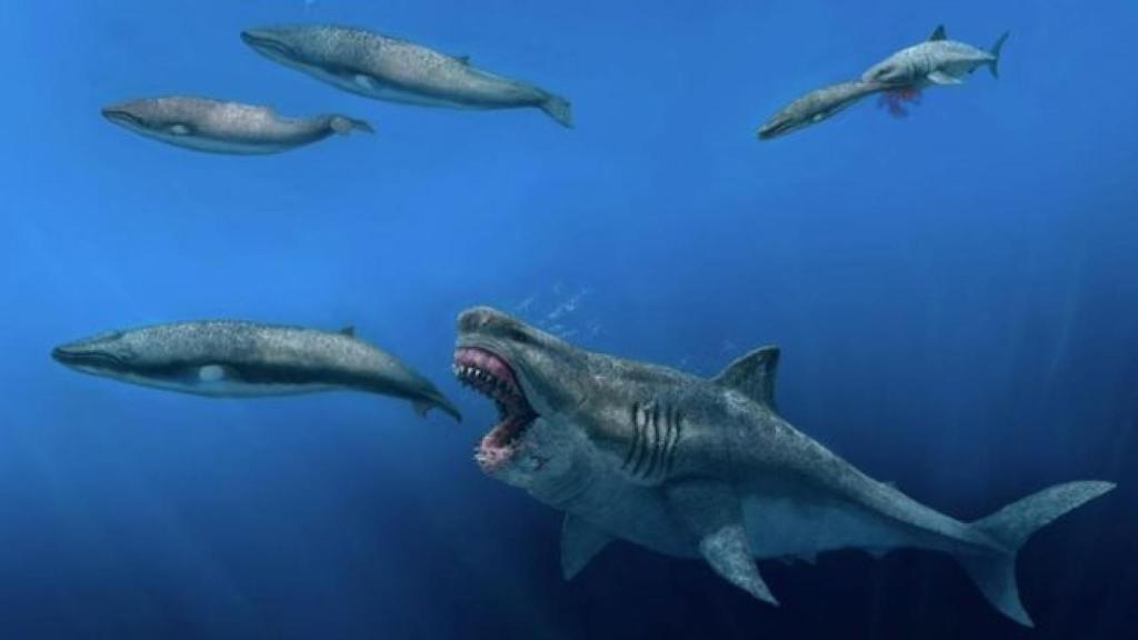 Representación artística de un Otodus megalodón de 16 m depredando a un balenóptero de 8 m, en el Plioceno