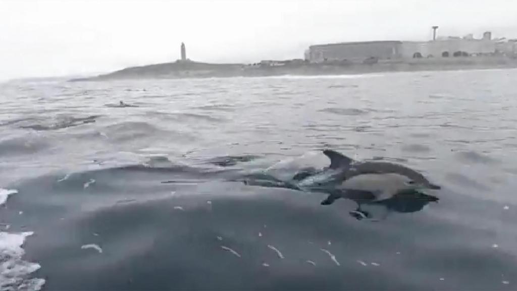 Un delfín con la Torre de Hércules al fondo.