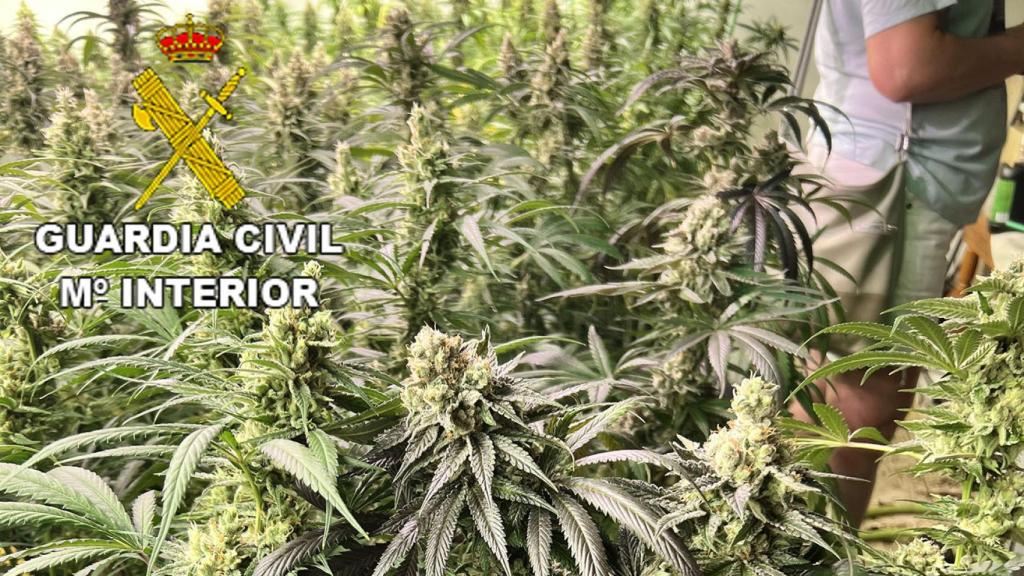 Desmantelan otra plantación en uno de los puntos más calientes de la marihuana en Toledo