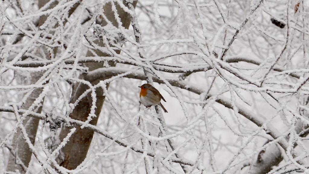 Cencellada en Valladolid