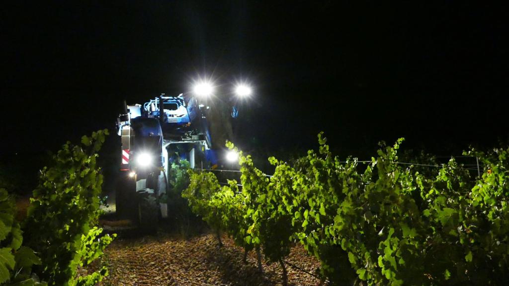 Vendimia nocturna en la D.O. Rueda