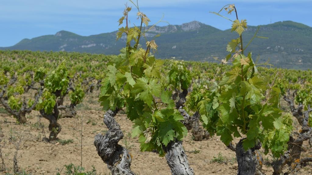 Viñedo Bodegas Izadi