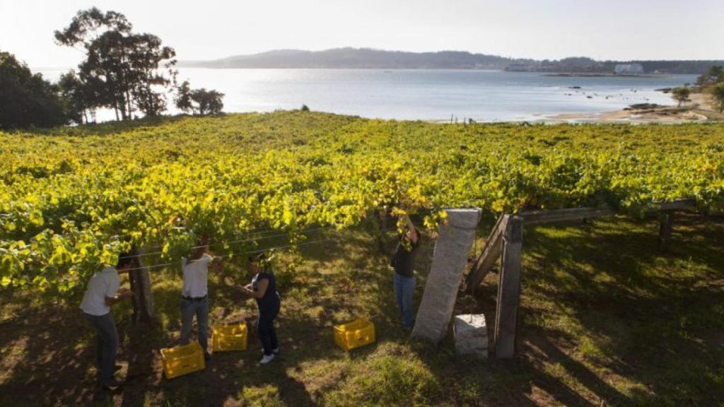 Vendimia en Rías Baixas